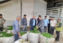 پایان برداشت چای در لنگرود با رشد ۵ درصدی تولید؛ پرداخت ۷۶ درصد مطالبات چای‌کاران