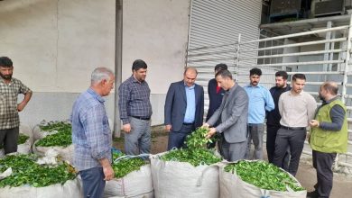 پایان برداشت چای در لنگرود با رشد ۵ درصدی تولید؛ پرداخت ۷۶ درصد مطالبات چایکاران