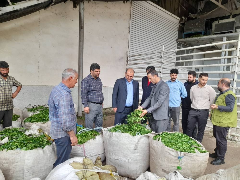 پایان برداشت چای در لنگرود با رشد ۵ درصدی تولید؛ پرداخت ۷۶ درصد مطالبات چایکاران