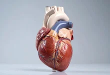 قلب