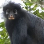 گونه جدید از میمونها