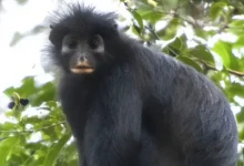 گونه جدید از میمونها