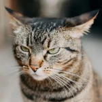 گربه