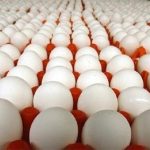 اعلام قیمت واقعی تخم‌مرغ / مرادی: تخم‌مرغ را ۴۰ هزار تومان ارزان‌تر از بهای تمام شده می‌فروشیم