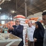 افزایش حدود ۵ درصدی تولید شلتوک نسبت به سال گذشته در رشت