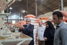 افزایش حدود ۵ درصدی تولید شلتوک نسبت به سال گذشته در رشت