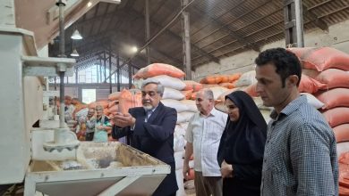 افزایش حدود ۵ درصدی تولید شلتوک نسبت به سال گذشته در رشت