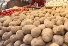 سیب زمینی ارزان راهی بازار می‌شود