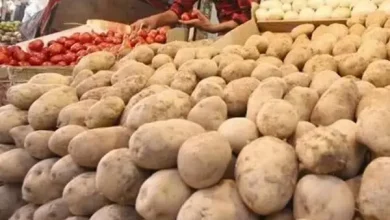 سیب زمینی ارزان راهی بازار می‌شود