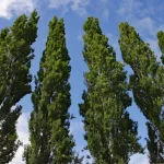 درخت