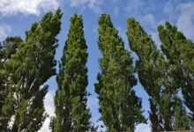 درخت