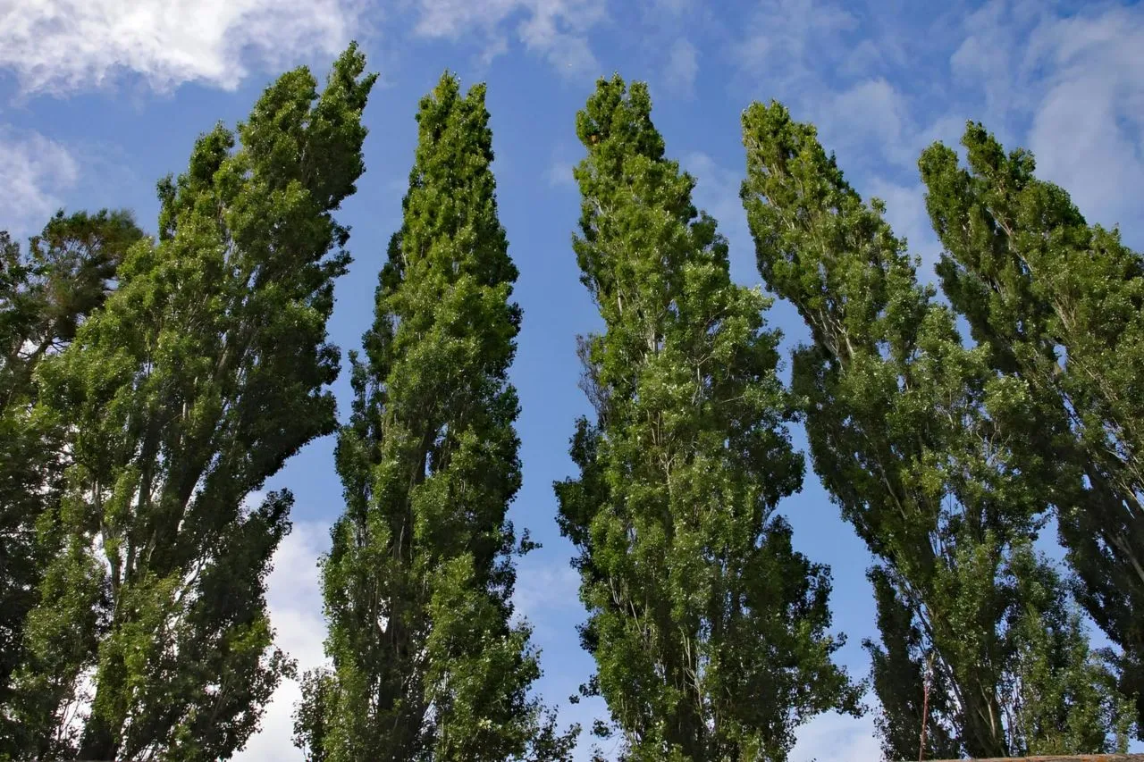 درخت