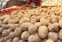 چرا قیمت سیب زمینی از حالت عرف خارج شد؟