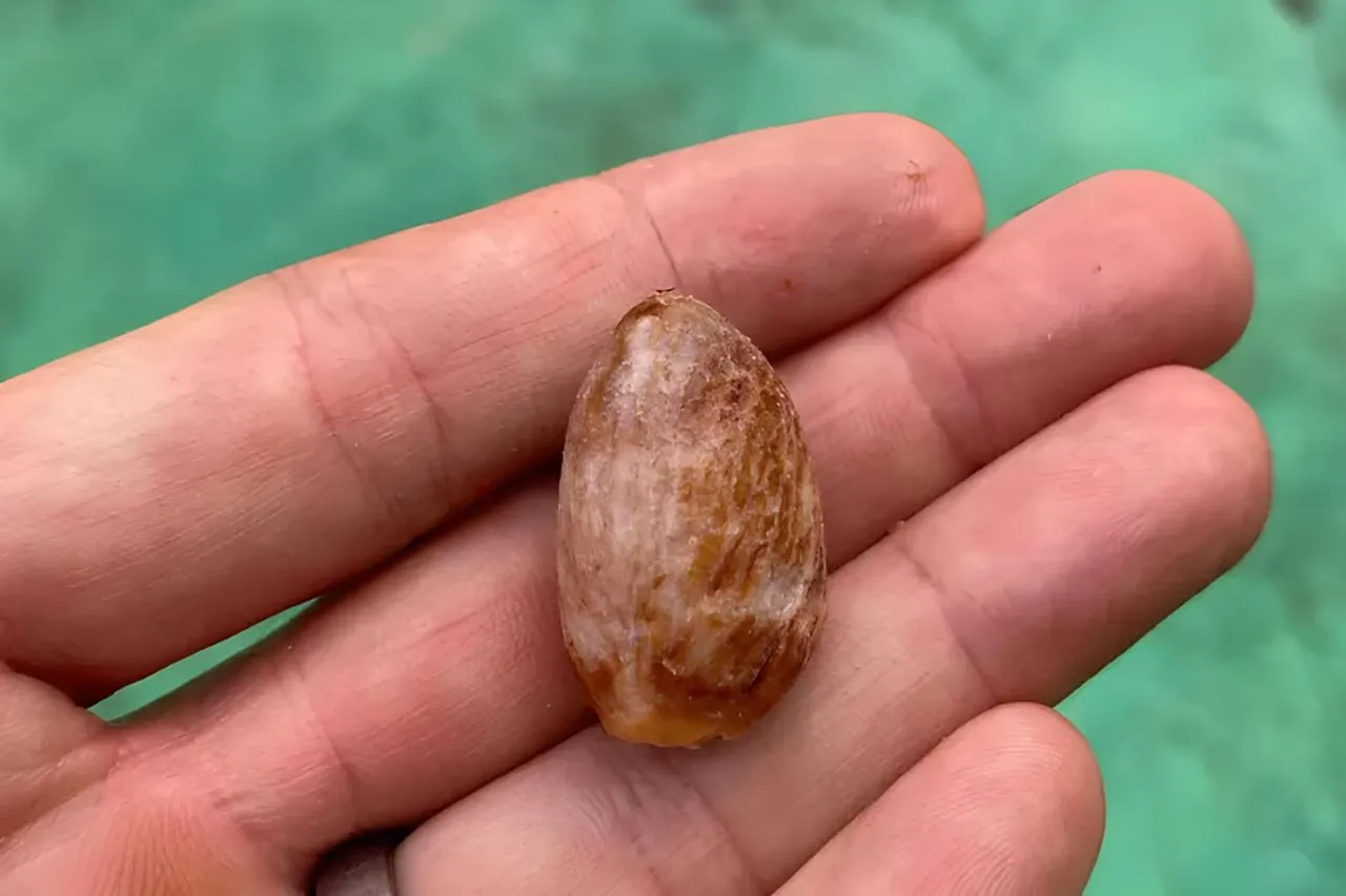 مواد