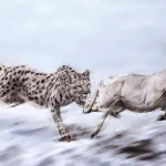 گربه‌سان معروف به «یوزپلنگ آمریکایی» در واقع اصلاً یوزپلنگ نبوده است