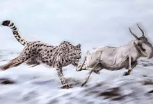 گربه‌سان معروف به «یوزپلنگ آمریکایی» در واقع اصلاً یوزپلنگ نبوده است