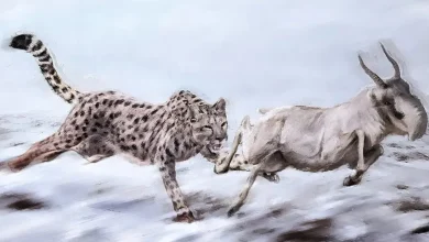 گربه‌سان معروف به «یوزپلنگ آمریکایی» در واقع اصلاً یوزپلنگ نبوده است