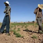 ۶ تا ۷ ساعت قطعی برق، کمبود آب و افزایش هزینه‌ها کمر کشاورزان را شکسته است