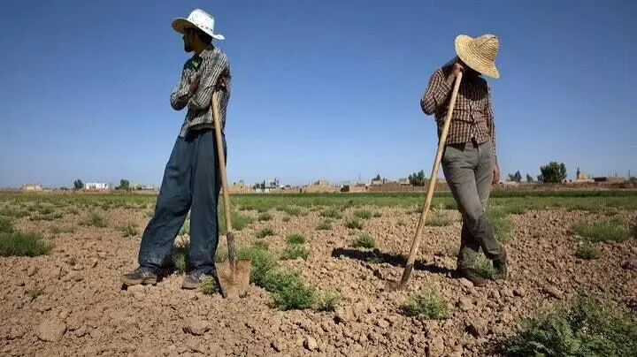 ۶ تا ۷ ساعت قطعی برق، کمبود آب و افزایش هزینهها کمر کشاورزان را شکسته است
