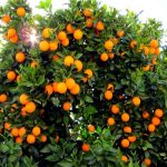 آغاز برداشت نارنگی و نارنج از باغات مرکبات گیلان