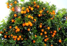 آغاز برداشت نارنگی و نارنج از باغات مرکبات گیلان