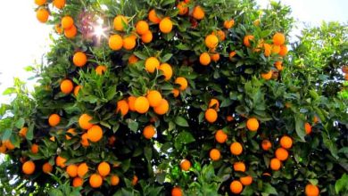 آغاز برداشت نارنگی و نارنج از باغات مرکبات گیلان