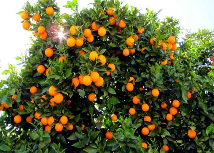 آغاز برداشت نارنگی و نارنج از باغات مرکبات گیلان