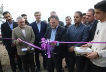 افتتاح بزرگ‌ترین باغ یکپارچه زیتون کشور در طارم زنجان