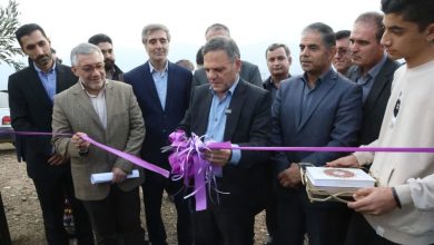 افتتاح بزرگ‌ترین باغ یکپارچه زیتون کشور در طارم زنجان