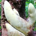 قارچ
