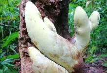 قارچ