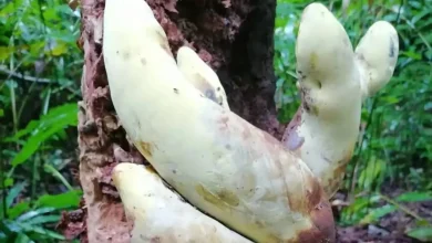 قارچ