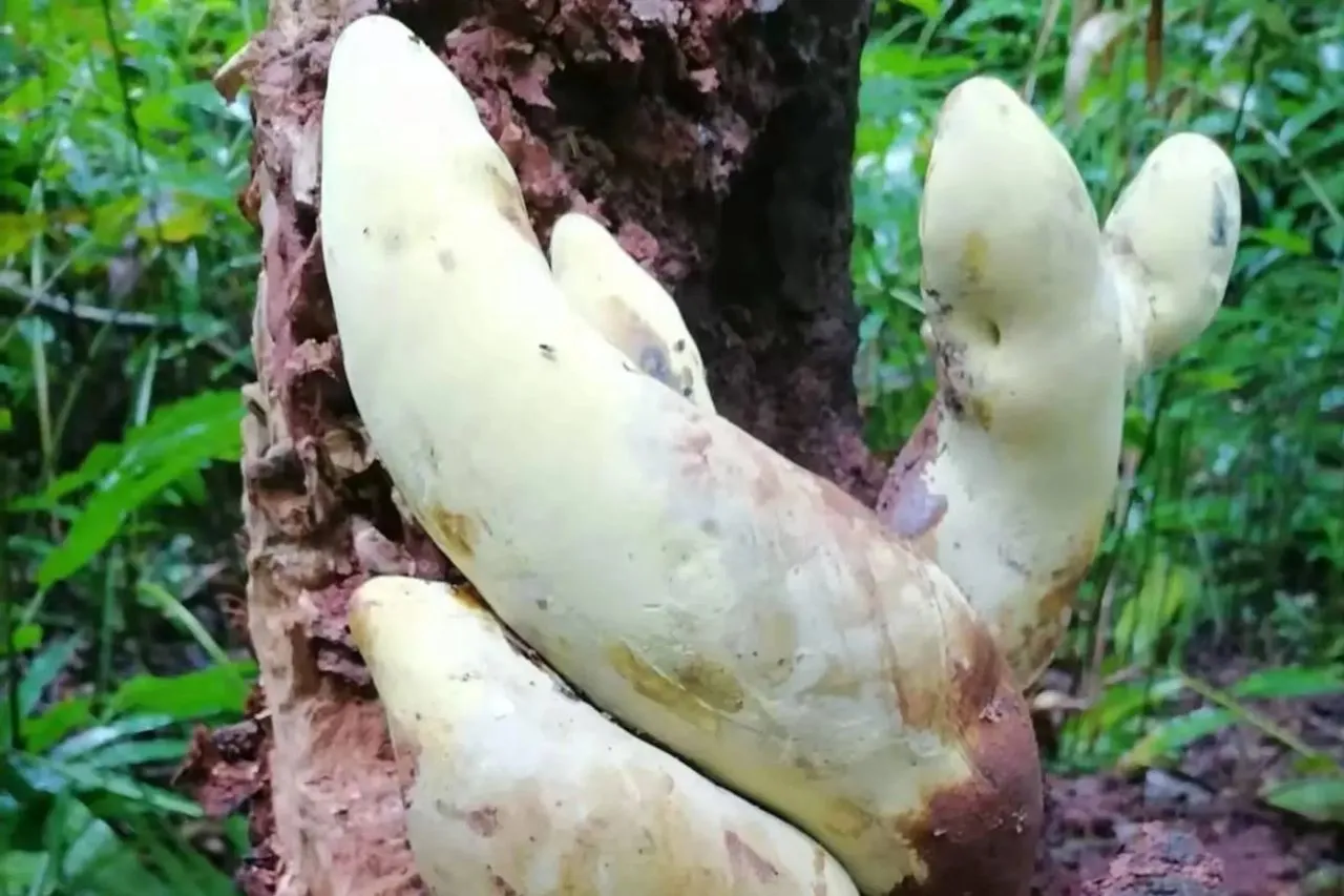 قارچ
