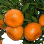 صادرات نارنگی مازندران جان گرفت