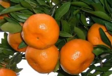 صادرات نارنگی مازندران جان گرفت