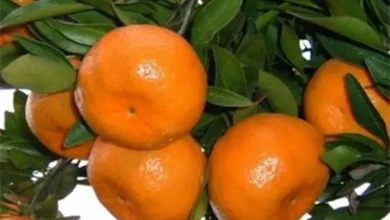صادرات نارنگی مازندران جان گرفت