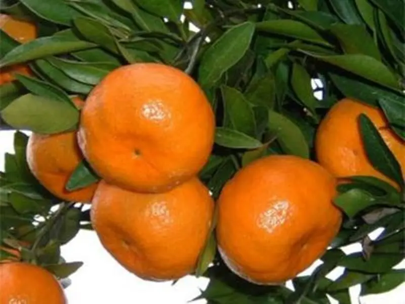 صادرات نارنگی مازندران جان گرفت