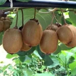 صادرات ۶۰۰۰ تن کیوی و نارنگی مازندران به بازارهای خارجی