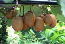 صادرات ۶۰۰۰ تن کیوی و نارنگی مازندران به بازارهای خارجی