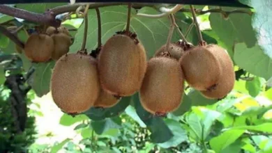 صادرات ۶۰۰۰ تن کیوی و نارنگی مازندران به بازارهای خارجی