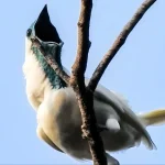 پرنده