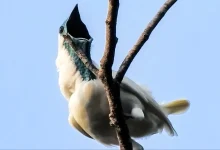 پرنده