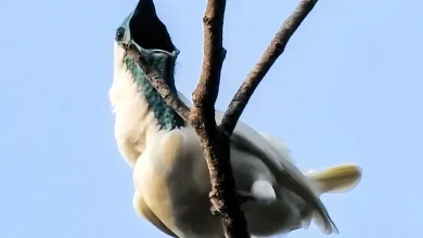 پرنده