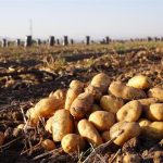 قیمت سیب زمینی در بازار تا پایان هفته کاهش می یابد