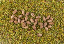 پسته خوب را چطور بشناسیم و برای هدیه چه نوع پسته‌ای انتخاب کنیم؟