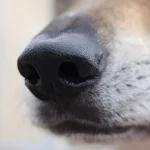 گرگ