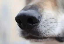 گرگ